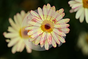 Flowers of Argyranthemum, marguerite daisy endemic to the Canary Islands photo