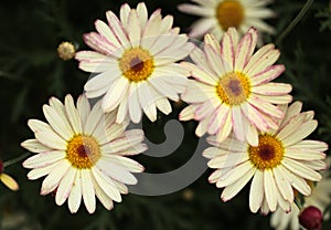 Flowers of Argyranthemum, marguerite daisy endemic to the Canary Islands photo