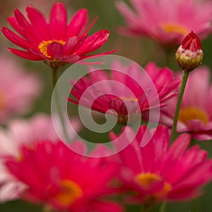 Flowers of Argyranthemum, marguerite daisy endemic to the Canary Islands photo