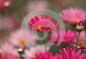 Flowers of Argyranthemum, marguerite daisy endemic to the Canary Islands photo