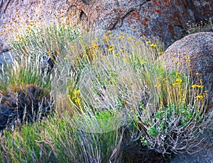Flowers in the Arid Wilderness of the Eastern Sierras