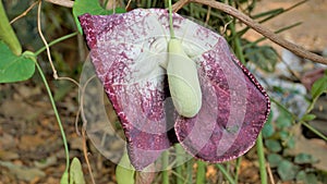 Flowers of Aristolochia littoralis, Calico flower, Dutchmans pipe etc