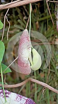 Flowers of Aristolochia littoralis, Calico flower, Dutchmans pipe etc