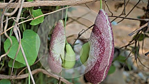 Flowers of Aristolochia littoralis, Calico flower, Dutchmans pipe etc