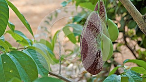 Flowers of Aristolochia littoralis, Calico flower, Dutchmans pipe etc