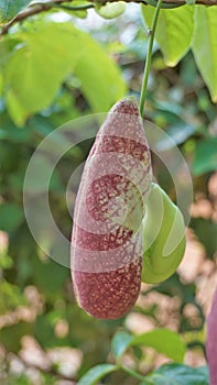 Flowers of Aristolochia littoralis, Calico flower, Dutchmans pipe etc