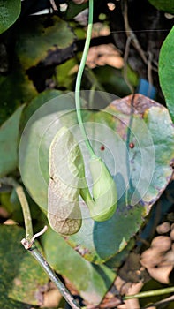 Flowers of Aristolochia littoralis, Calico flower, Dutchmans pipe etc