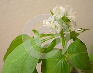 White basil flowers photo