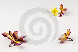 Flowers arranged diffrent way on white table for new year wishes