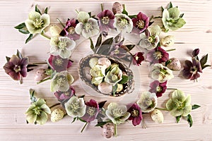 Flowers arrangement with white purple lenten roses and Easter eggs over light wood