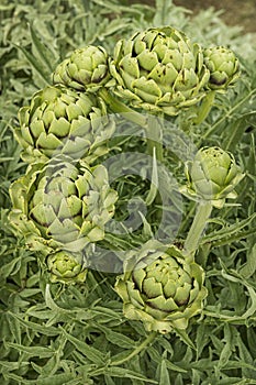 The flowers of the artichoke, like those of the thistle, contain three enzymes photo