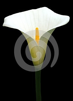 Flowers - Arum Lily photo