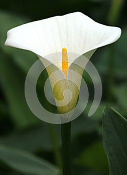 Flowers - Arum Lily photo