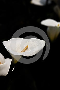 Flowers - Arum Lily