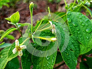 The flowers of the arum plant bloom dazzlingly