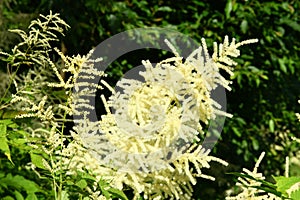 Flowers Aruncus dioicus