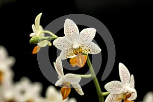 Flowers as beautiful as orchids on a black background