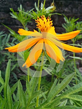 Flowers in assam