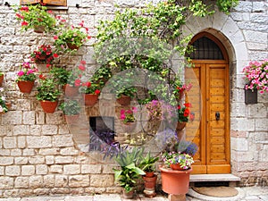 Flowers of Assisi