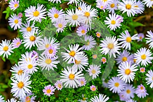 Flowers Asters. Asters in autumn. Top view of a flower bed. Flowering Selective focus. Shallow depth of field