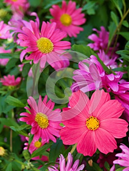 Flowers asters camomiles