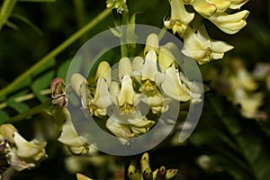 Flowers of Astragalus serpoplodny in the forest