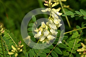 Flowers of Astragalus serpoplodny in the forest