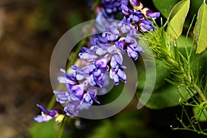 Flowers of Astragalus serpoplodny in the forest