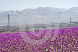 Flowers in the Atacama Desert, Chile.