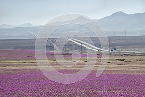 Flowers in the Atacama Desert, Chile.