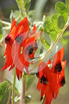 Flowers,Australia