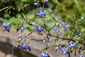 Flowers of the australian native dianella caerulea, also known as the blue flax-lily.