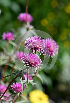 Flowers of the Australian native Globe Amaranth Pink Billy Button, Gomphrena canescens, family Amaranthaceae