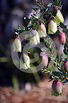 Flowers of the Australian native Qualup Bell