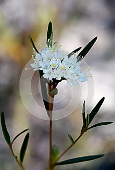 flowers of the Australian native Scaly Phebalium squamulosum, family Rutaceae, growing in Sydney heath