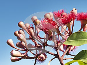 Flowers of Australian red bloodwood eucalypt Summer Red