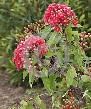 Flowers of Australian red bloodwood eucalypt Summer Red