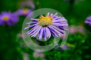 Flowers in autumn, small purple Daisy macro photos