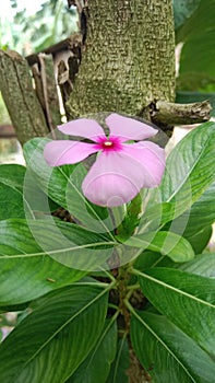 The flowers are axial & x28;arising from the axils of the leaves& x29;. Small flower petals, spike-shaped. photo
