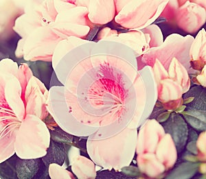 Flowers of an azalea