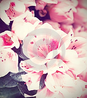 Flowers of an azalea