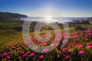 Flowers in Azkorri beach