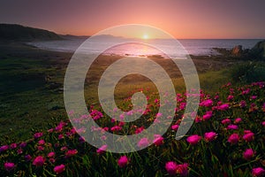 Flowers in Azkorri beach at sunset