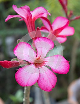 Flowers for background