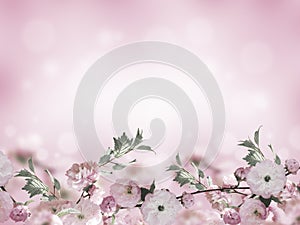 Flowers background with amazing spring sakura