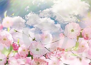 Flowers background with amazing spring sakura