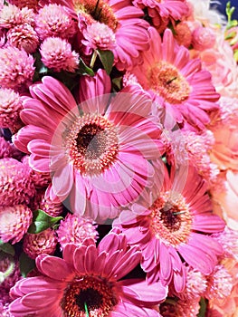 Beautiful and bright pink gerbera daisies.