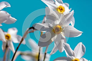 Flowers background. Blossoming wild Narcissus plant