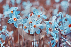 Flowers background. Blossoming wild Narcissus plant