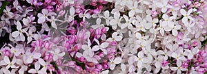 Flowers background. Bouquet of a branch of lilac spring flowers on a white wooden background.